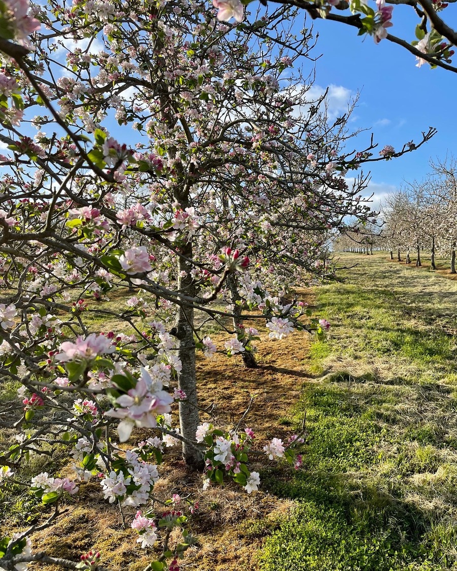 Cider apple tree in full blossom