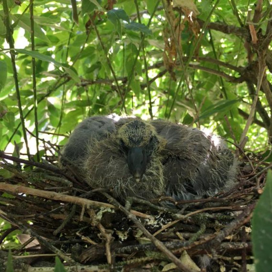 Bird sleeping on its nest
